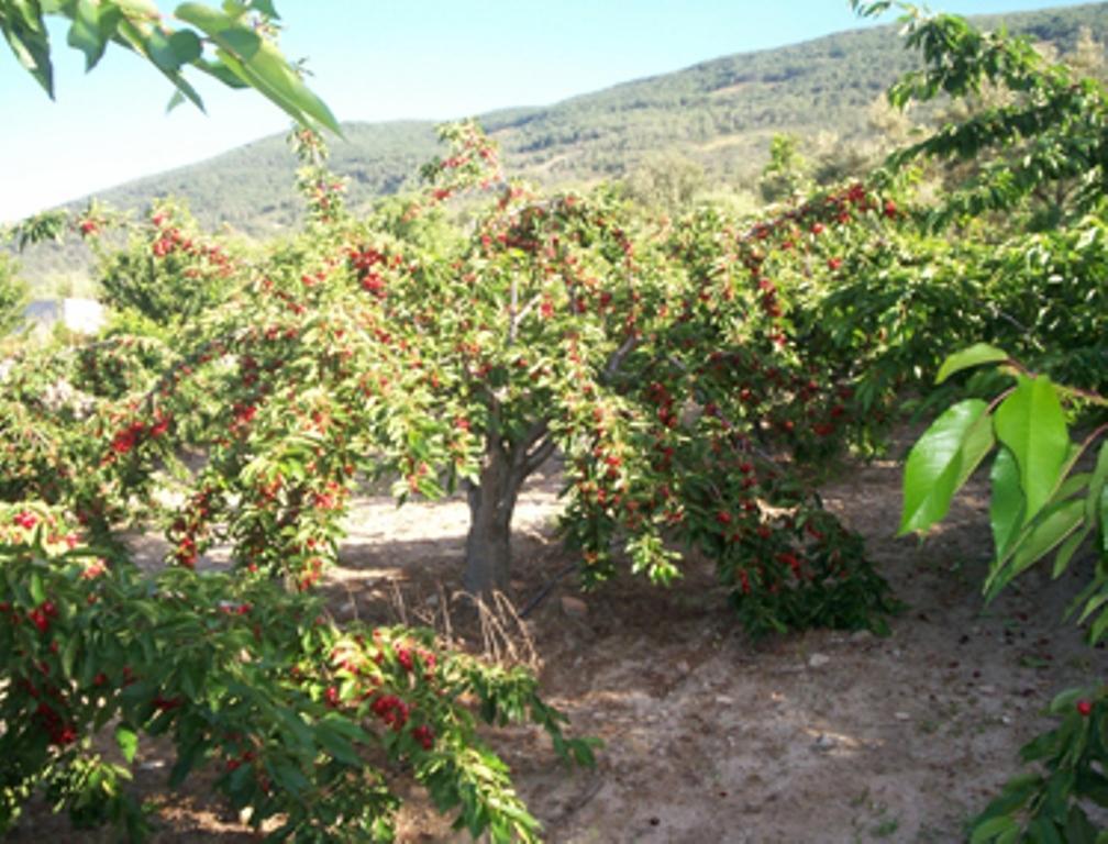 Las Calabazas Barrado Szoba fotó